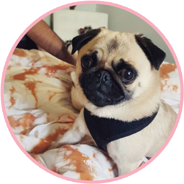 Biscuitthepikeletpug 1 - Portable Network Graphics (600x600), Png Download