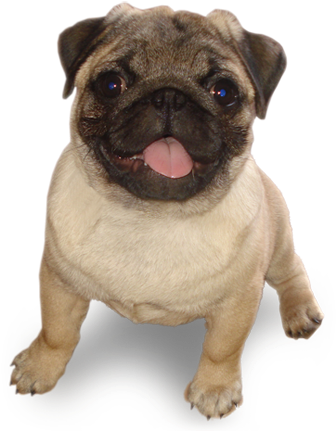 Pug - Kingsman ฉาก หมา (335x447), Png Download