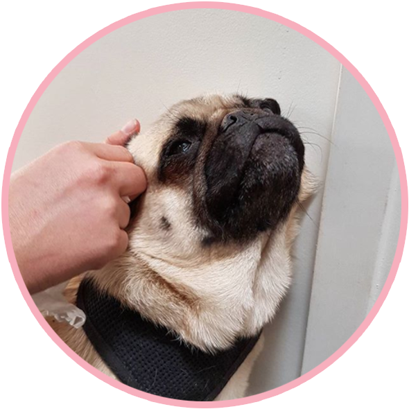 Pikeletthepug 2 - Portable Network Graphics (600x600), Png Download