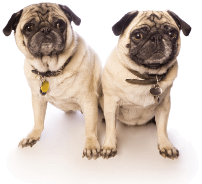 Looking For A Pug Puppy Or Dog In Antioch California - Pug (523x366), Png Download