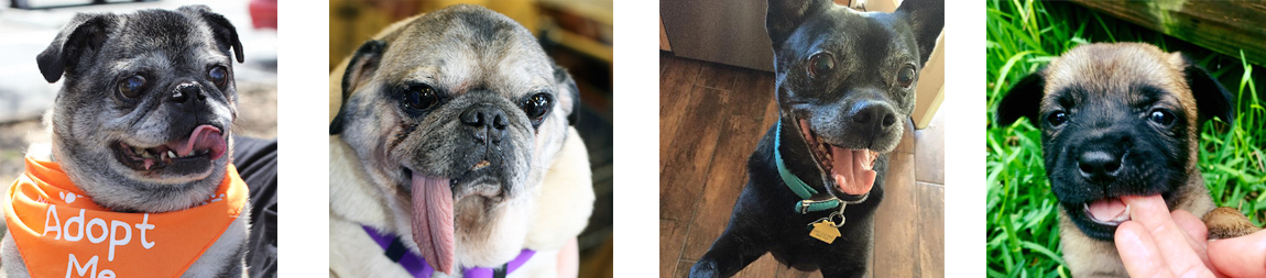 We Rely On Donations In Order To Pay For The Care Of - Pug (1150x253), Png Download