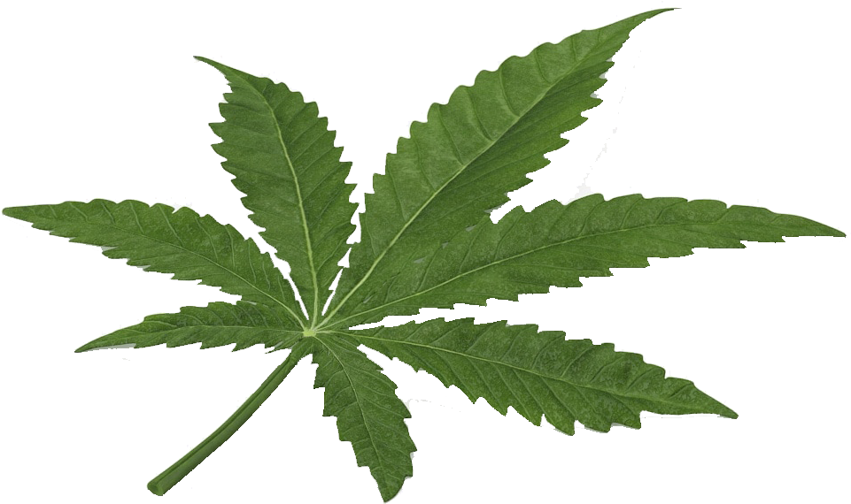 Marijuana Cannabis Real Weed Leaf Clip Freeuse Stock - Cannabis (1480x800), Png Download