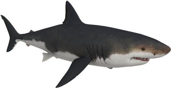 Megalodon 3d Model (640x480), Png Download