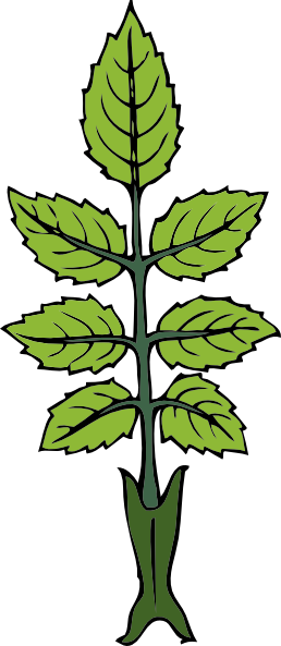 Mint Branch Clip Art At Clker - Rose Leaves Clip Art (258x593), Png Download