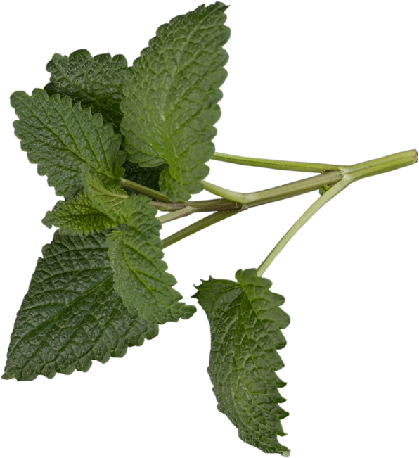 Mint - Tree (866x650), Png Download