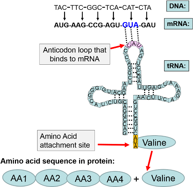 The Sequence Of Coding Events From The Dna Coding Strand - Dna (800x757), Png Download