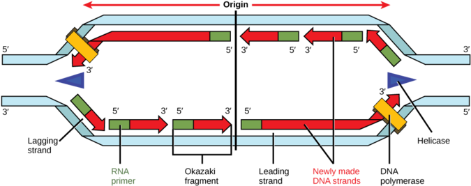 Replication Fork Formation - Dna Replication Elongation (680x282), Png Download