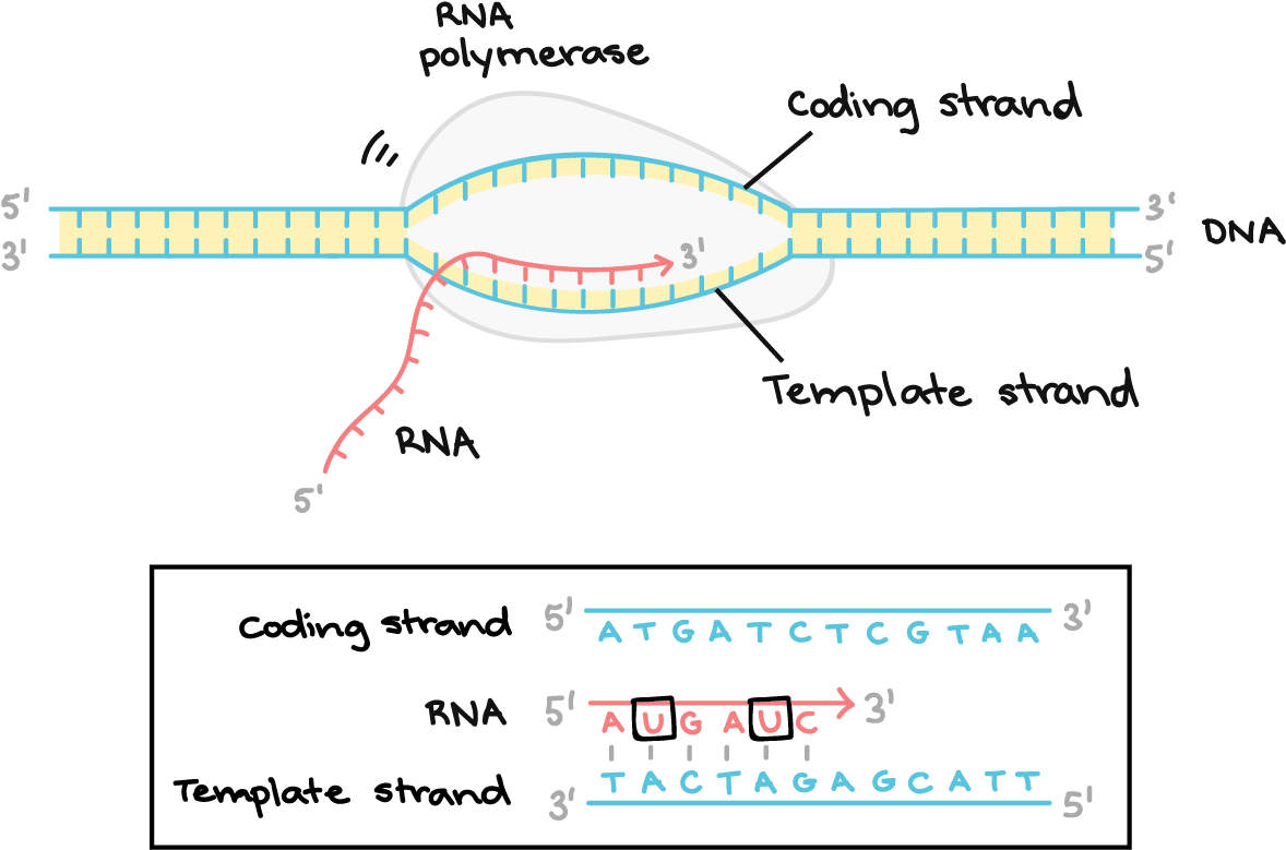 Rna Polymerase Synthesizes An Rna Transcript Complementary - Coding Strand (1263x803), Png Download