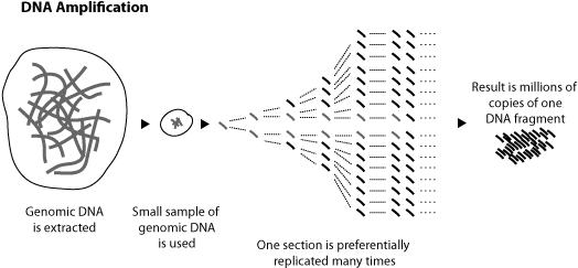 The Polymerase Chain Reaction Uses Very Short Pieces - Process Of Dna Amplification (556x287), Png Download