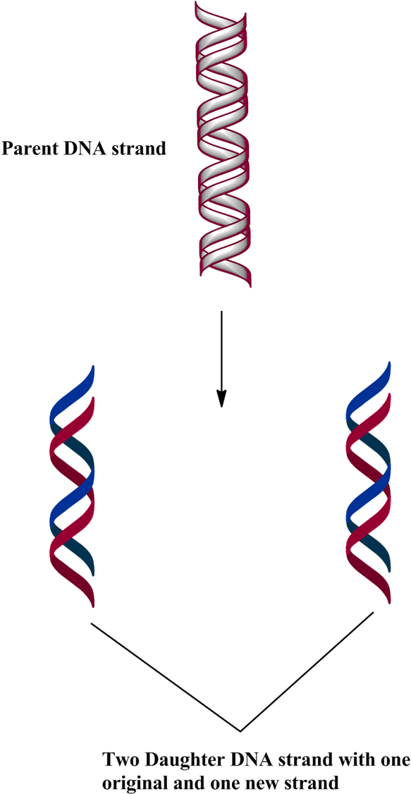 C - - Semiconservative Replication (590x1137), Png Download