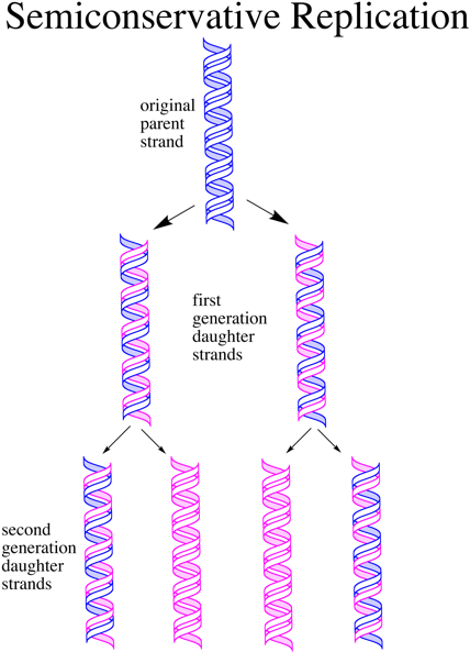 Semiconservative Replication - Dna Replication Said To Be Semiconservative (431x600), Png Download
