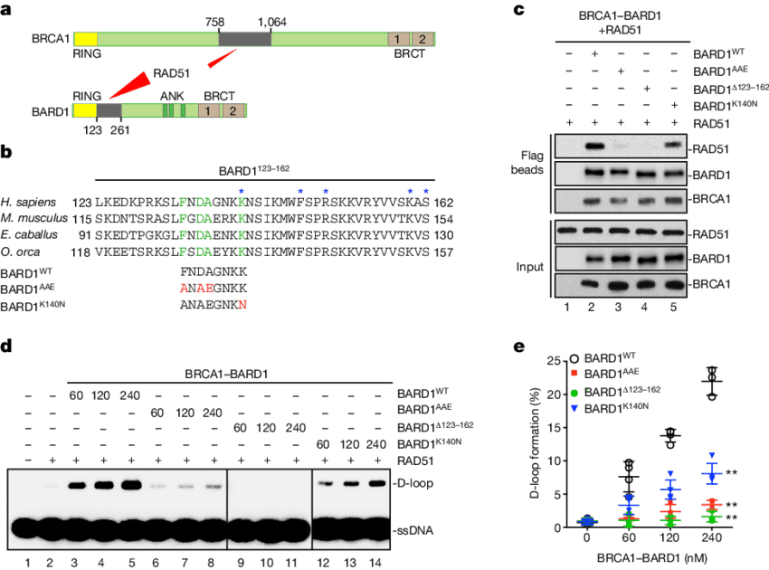 Relevance Of The Bard1-rad51 Complex In Dna Strand - Figure-four (850x630), Png Download