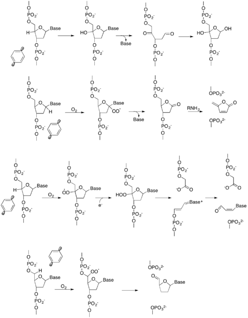 Different Mechanisms Of Dna Cleavage By P-benzyne - Writing (500x642), Png Download