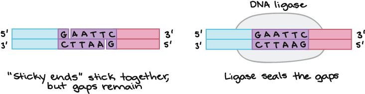 Fragment 1 Of Dna - Dna Ligase Example (796x232), Png Download