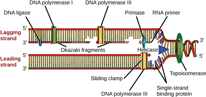 Illustration Shows The Replication Fork - Location Of Topoisomerase (725x348), Png Download