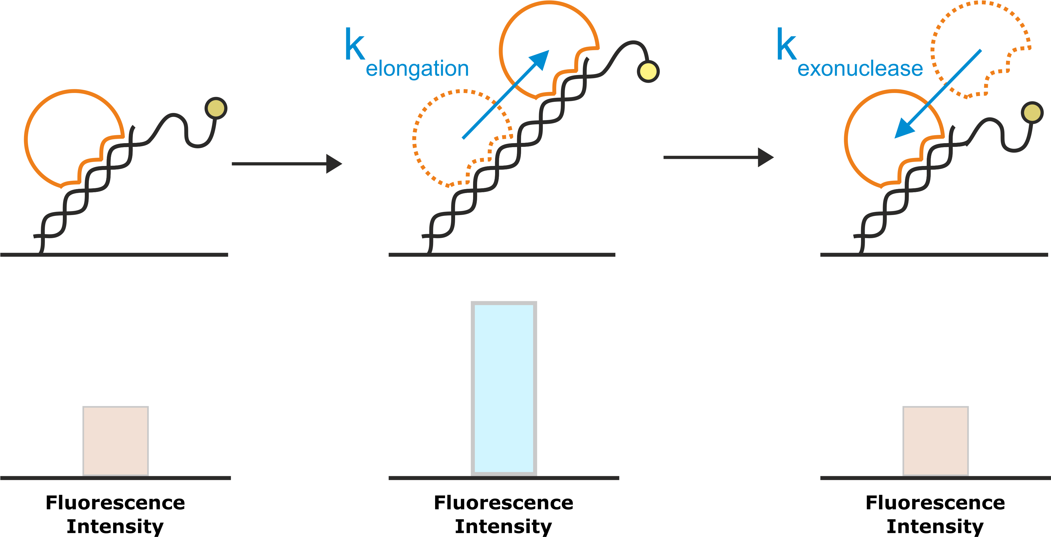 This Changes The Position Of The Fluorescent Dye At - Diagram (3768x1926), Png Download
