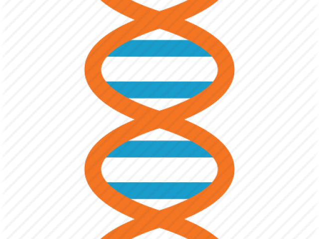 Dna Structure Clipart Dna Strand - Dna (640x480), Png Download