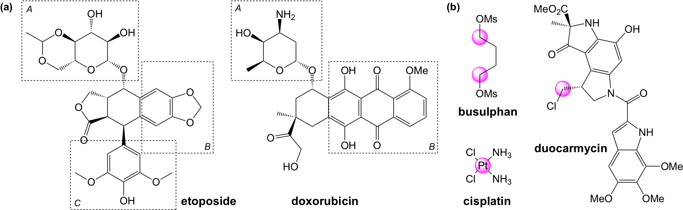 They Stabilise The Interaction Of The Enzyme With The - Dna (2197x693), Png Download