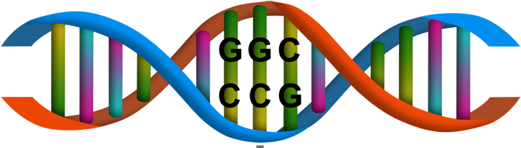 Onerainbowdnastrand - Chromosome Proteins And Genes (777x220), Png Download