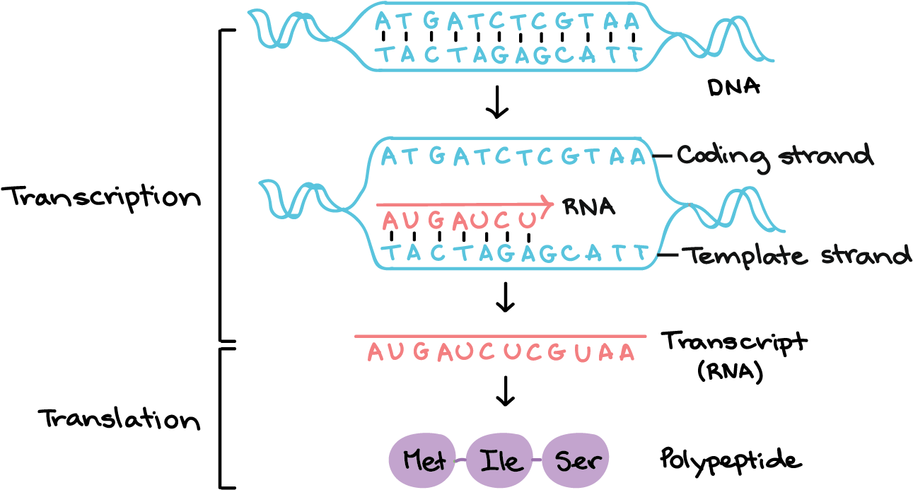 Transcription Uses One Of The Two Exposed Dna Strands - Template Strand (1367x762), Png Download