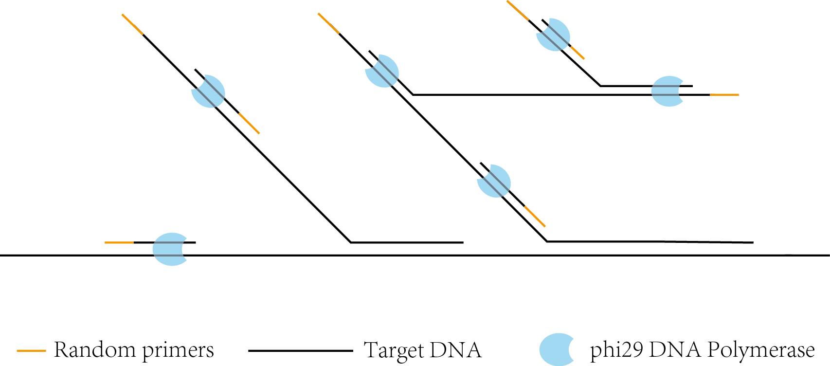 In Mda System, When Random Primers Anneal To The Template - Diagram (1706x752), Png Download