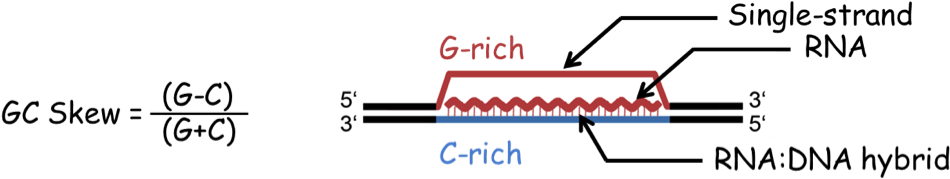 Dna Hybrid Forces The Second Dna Strand Into A Looped - R Loop Dna Rna Hybrid (987x209), Png Download