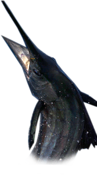 Big Sexy Hooks His 1st Fish In The 2011 Jeb Bush - Jeb Bush (328x564), Png Download