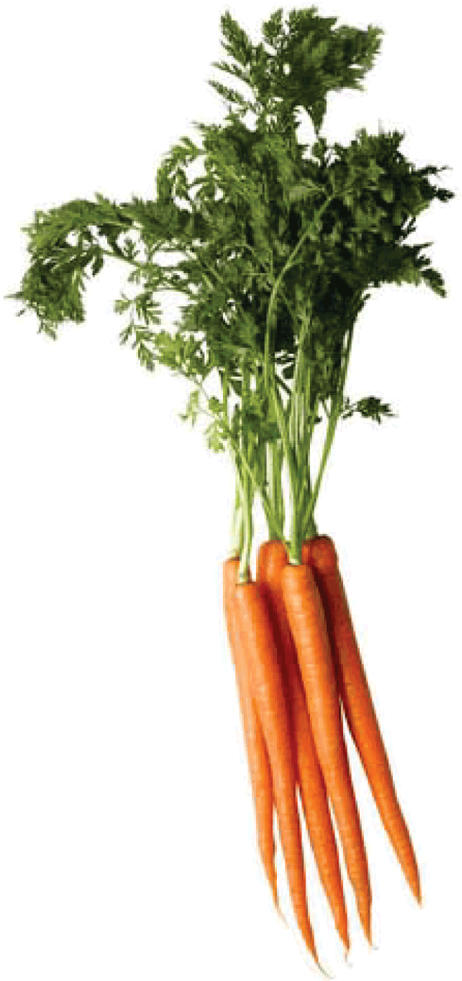 Carrot Png Image - Carrot Png (892x1419), Png Download