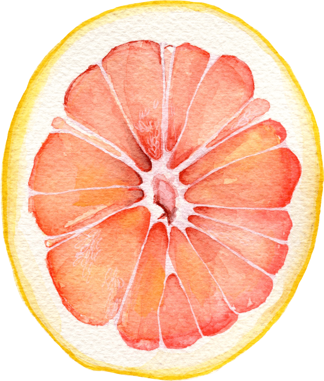 Grapefruit Watercolor (1372x1601), Png Download