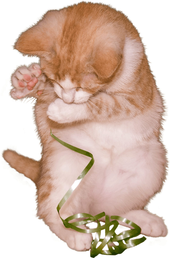 Cat Kitten Playing With Ribbon - Cat Playing Png (849x1280), Png Download