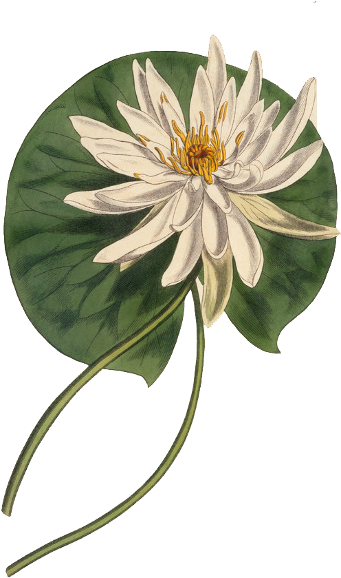 Botany Botanical Illustration Curtis - Botanical Illustration (1111x1309), Png Download