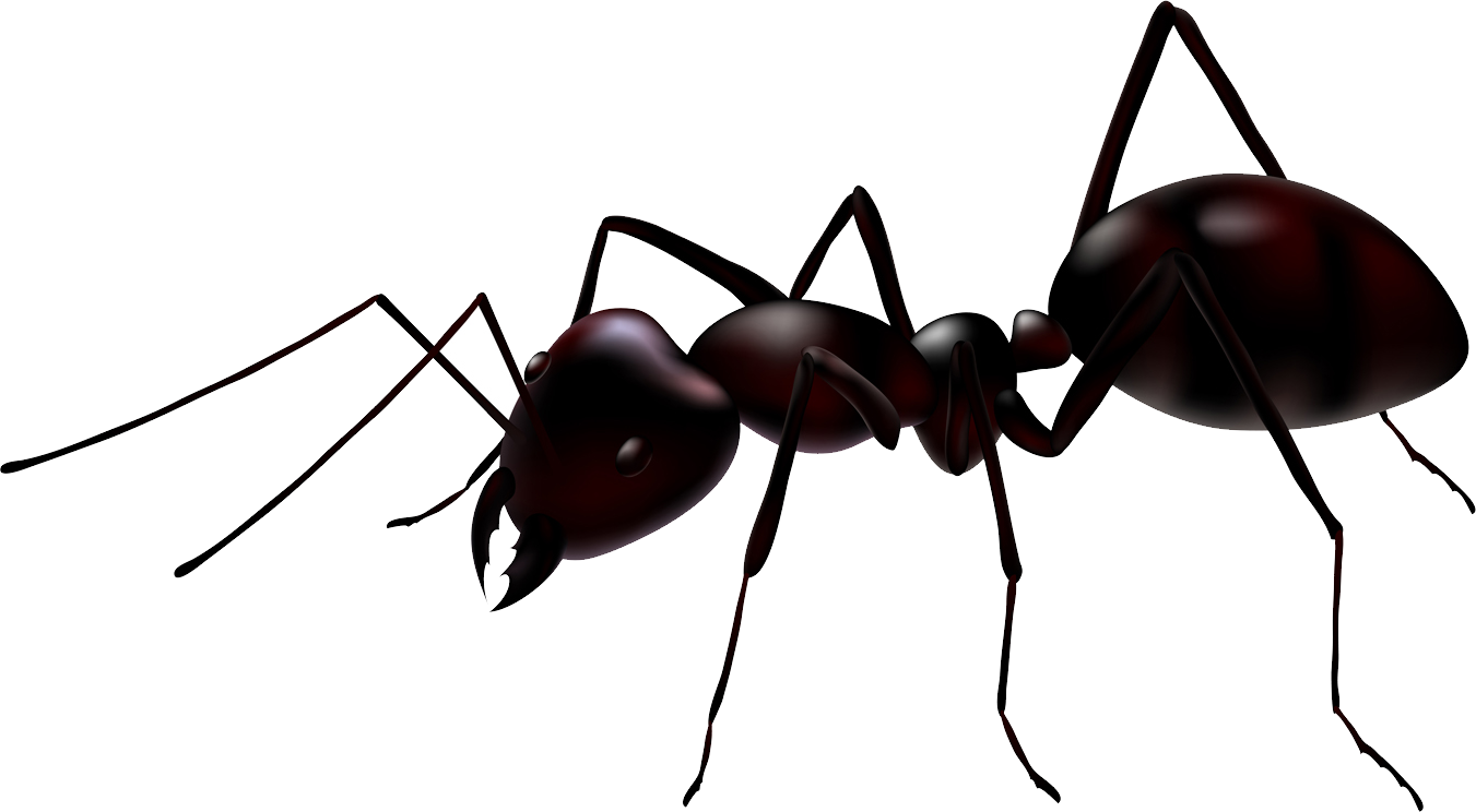 Ant Vector (1351x744), Png Download