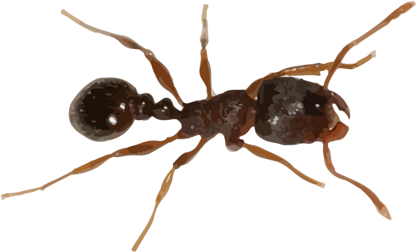 Fire Ant Png - Ant Png (1000x778), Png Download
