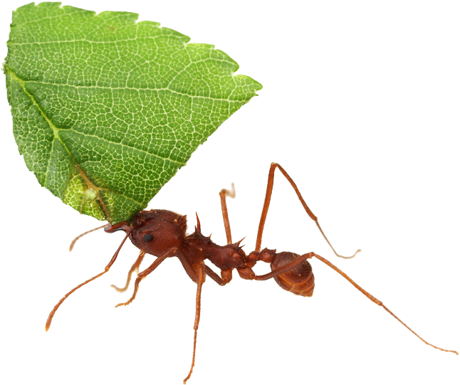 Ant Transparent Background Png - Leaf Cutter Ant Arizona (797x600), Png Download