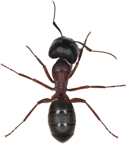 Download - Ant Png (600x600), Png Download