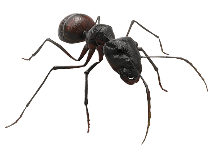 Winged Ants Png (716x515), Png Download
