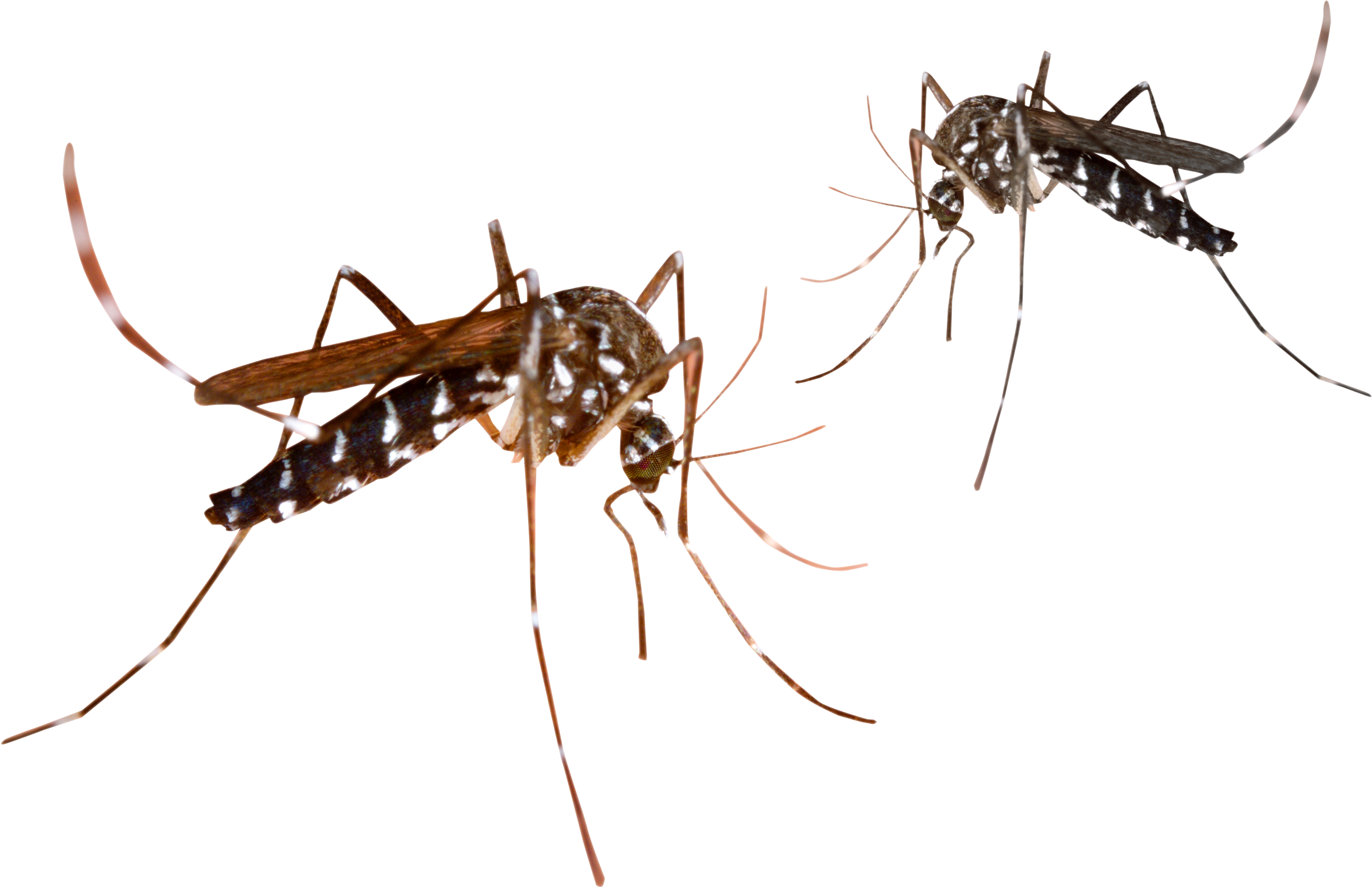 Mosquito Png Transparent Image - Mosquito Png (3000x2000), Png Download