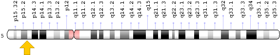 Related Information - Chromosome 5 (613x200), Png Download
