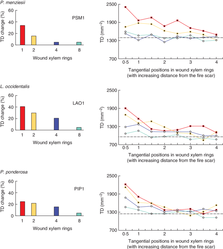 Changes In Tracheid Density Between Normal Xylem (ring - Xylem (850x950), Png Download