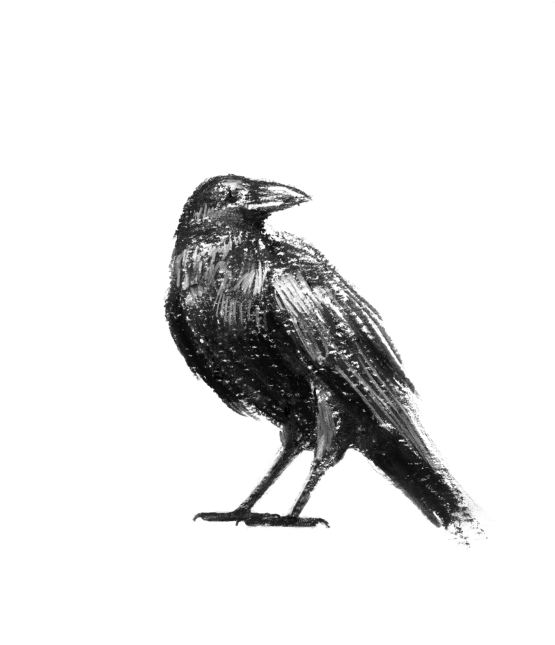 Clipart Transparent Library I Know Not Crow By Purzalot - Library (807x990), Png Download