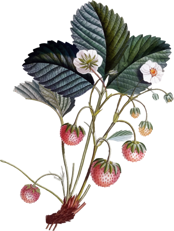 Botany Drawing Botanical Illustration Botanical Illustrator - Botanical Illustration (564x750), Png Download
