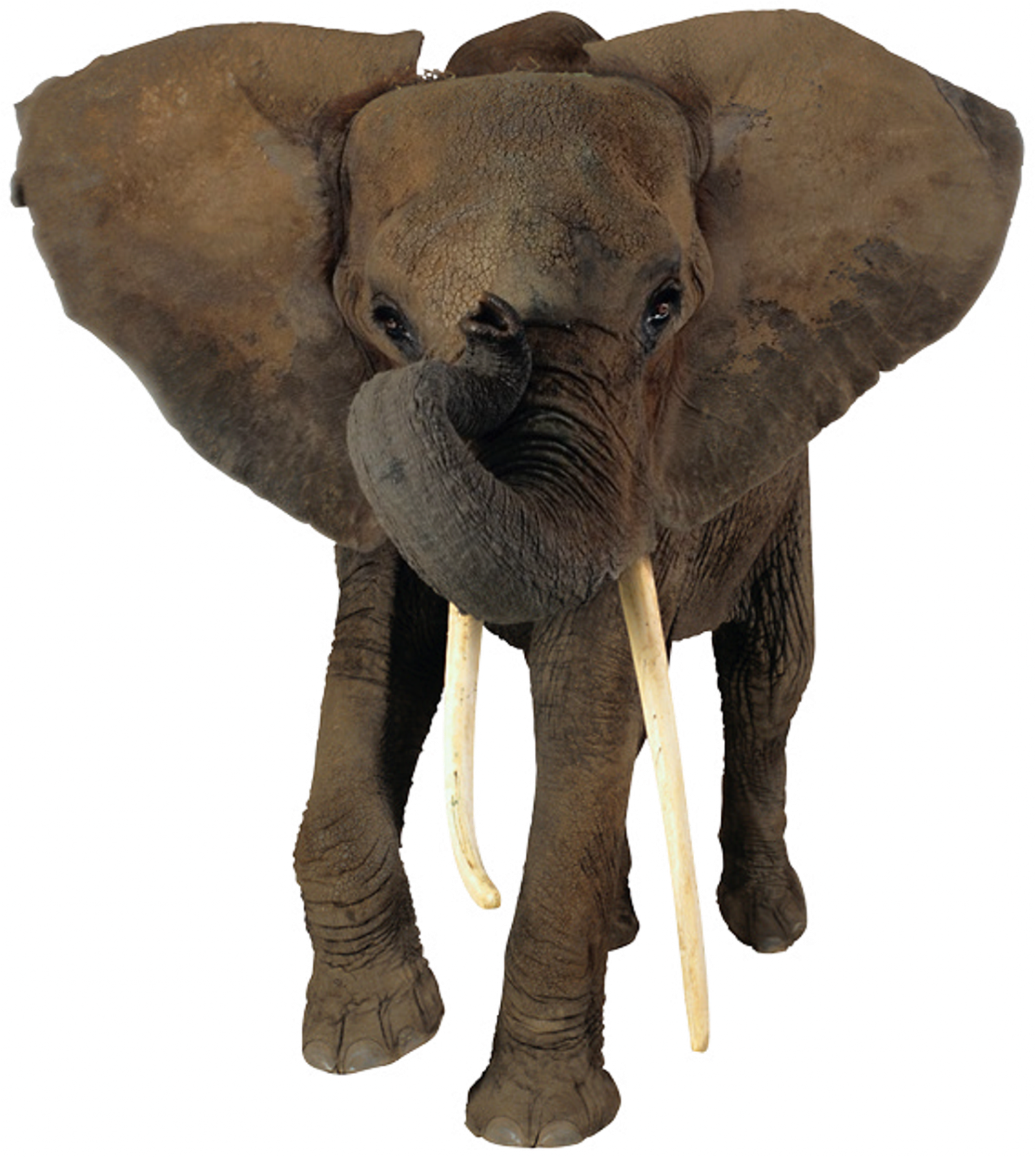 African Elephant Head Png - Transparent Background Elephant Png (1600x1788), Png Download