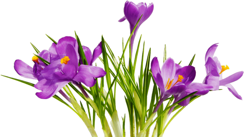 Coolest Transparent Flower Clipart Flowers And Ribbon - Spring Picture Frame Border Free (400x400), Png Download