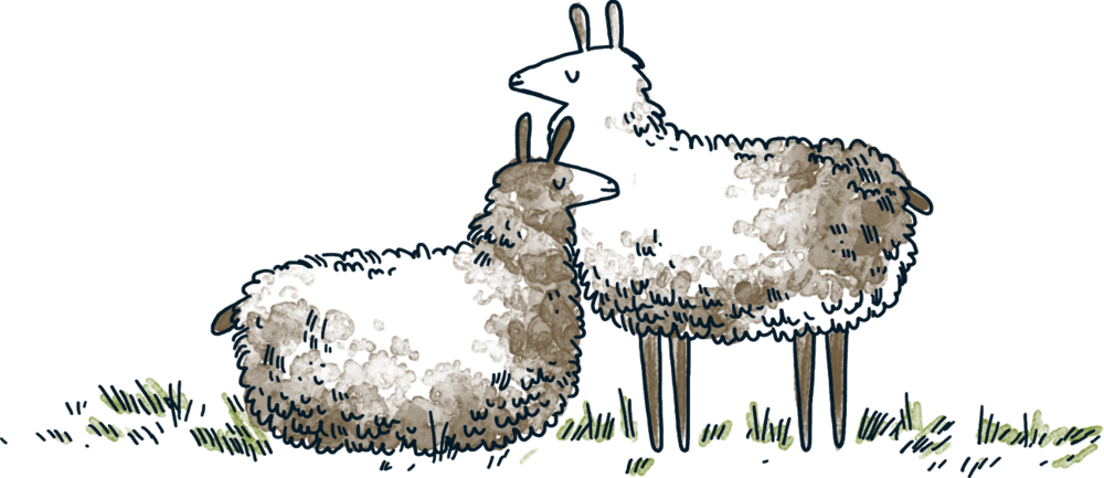 Llamas - Portable Network Graphics (1000x433), Png Download