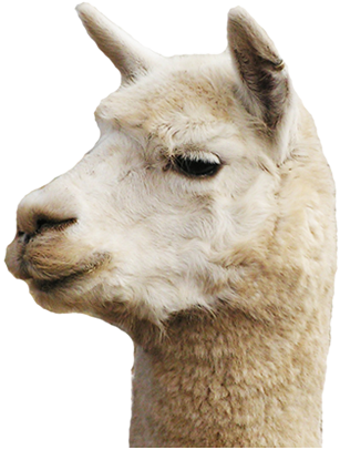 Llama Head Png - Llama (307x406), Png Download