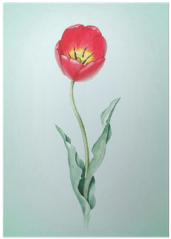 Watercolor Tulip Flower - Watercolor Painting (400x400), Png Download