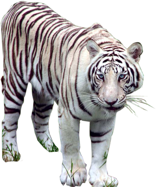 White Tiger Png - Tigirs Png (922x614), Png Download