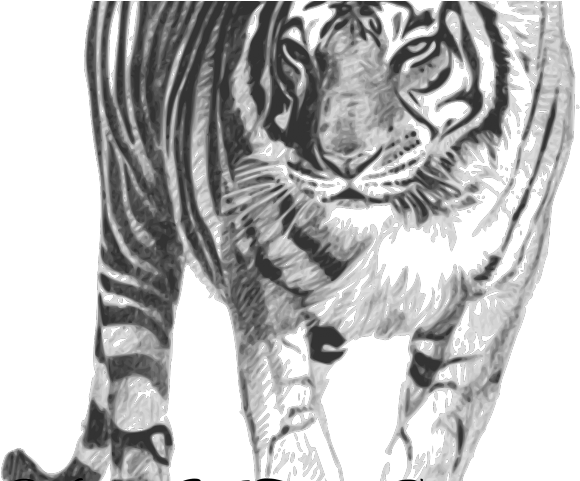 White Tiger Png Transparent Images - Poem About Endangered Tigers (640x480), Png Download