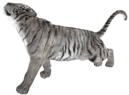 Tiger, Big Cat, Predator, Dangerous, Cat - Tiger (453x340), Png Download