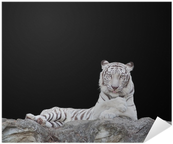 White Tiger (400x400), Png Download